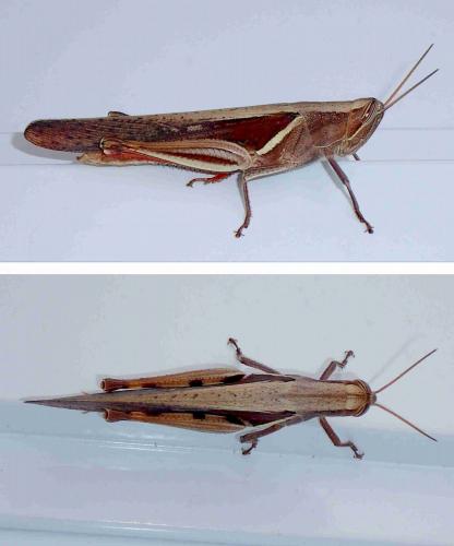 Stenocatantops splendens